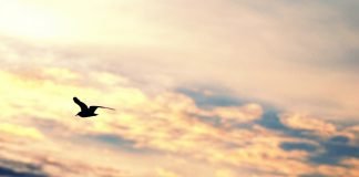 Alegrai-vos sempre no Senhor!