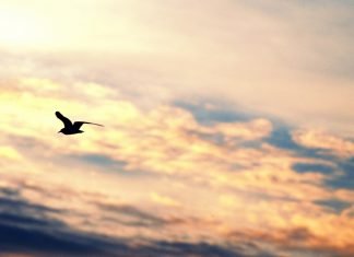 Alegrai-vos sempre no Senhor!